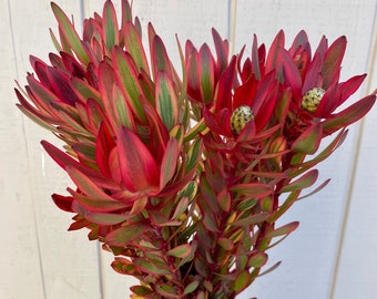 Fresh leucadendron safari sunshine bunch, real flower bunch, exotic flower, wedding bouquet, red flower bunch