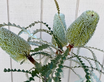 Fresh banksia protea stem, real white flower exotic, wedding flower, home decor