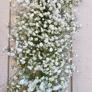 Fresh Premium Baby's Breath Garland for Weddings by Pacific