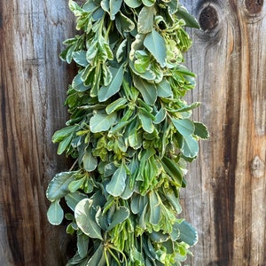 Fresh Pittosporum Variegated Garland, Real Greenery Garland, Wedding Garland, Aisle Garland, Table Decor, Home Decor