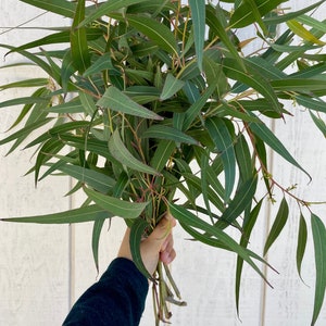 Fresh willow eucalyptus bunch, greenery foliage bunch, wedding greenery
