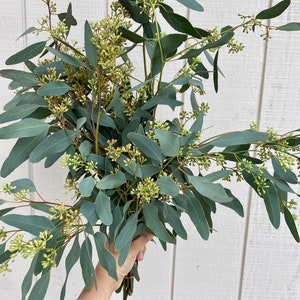 Fresh seeded eucalyptus bunch, real greenery bunch, eucalyptus bunch, Home decor