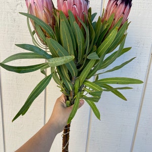Fresh protea neriifolia stems, real protea stem, exotic flower, wedding flower, pink flower stem image 4