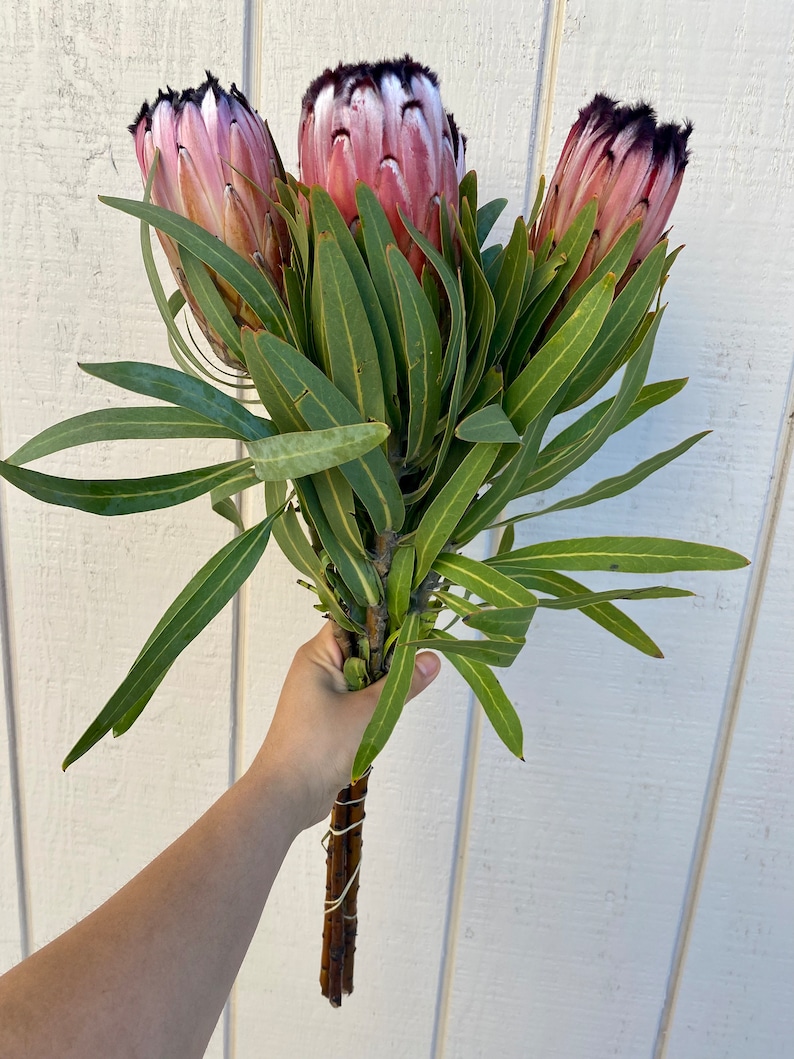 Fresh protea neriifolia stems, real protea stem, exotic flower, wedding flower, pink flower stem image 4