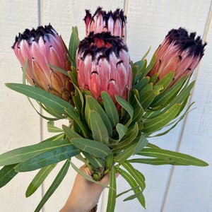 Fresh protea neriifolia stems, real protea stem, exotic flower, wedding flower, pink flower stem image 1
