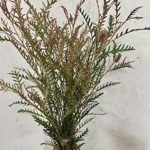 Fresh grevillea bunch, real greenery bunch, Home decor, wedding greenery
