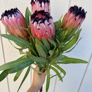 Fresh protea neriifolia stems, real protea stem, exotic flower, wedding flower, pink flower stem image 3