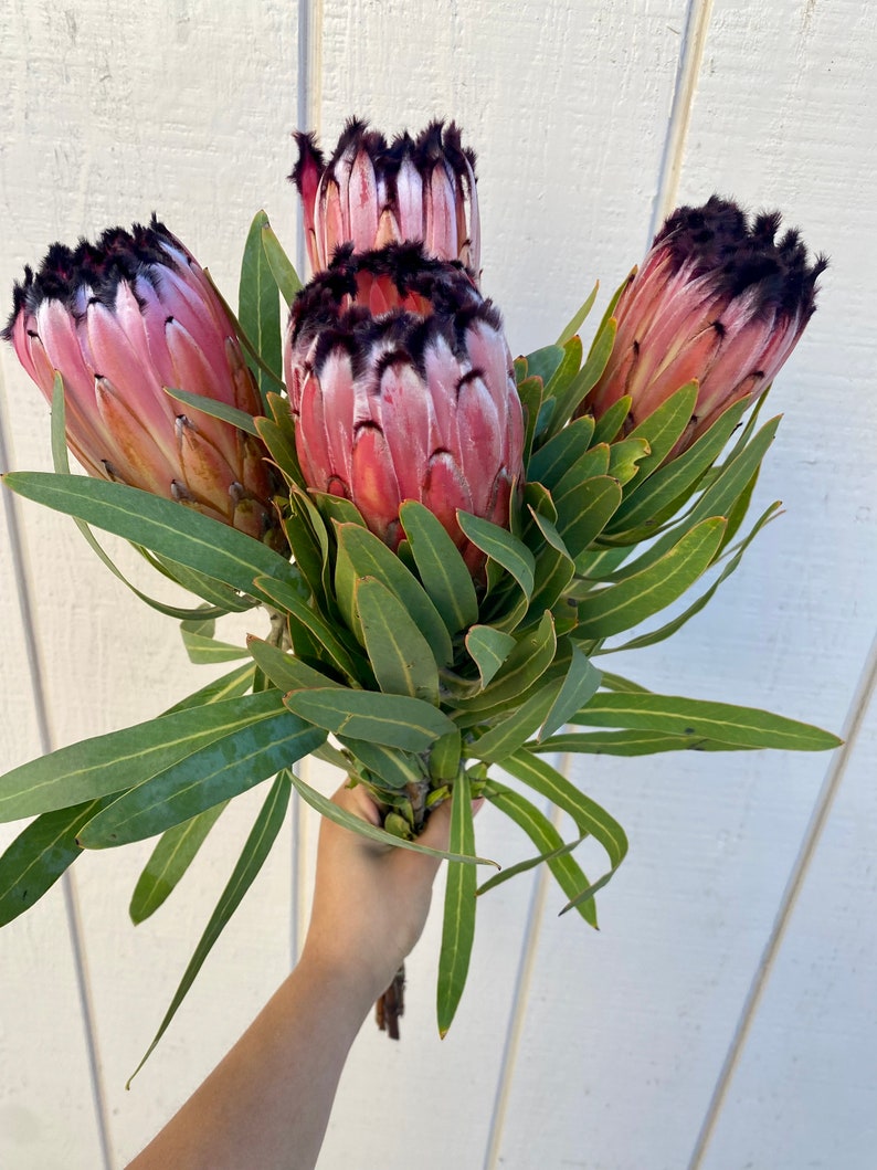 Fresh protea neriifolia stems, real protea stem, exotic flower, wedding flower, pink flower stem image 3