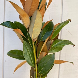 Fresh magnolia bunch, real magnolia bunch, greenery bunch, home decor