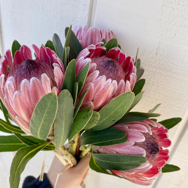 Fresh pink ice protea stems ,real pink protea, exotic protea, wedding flower stem