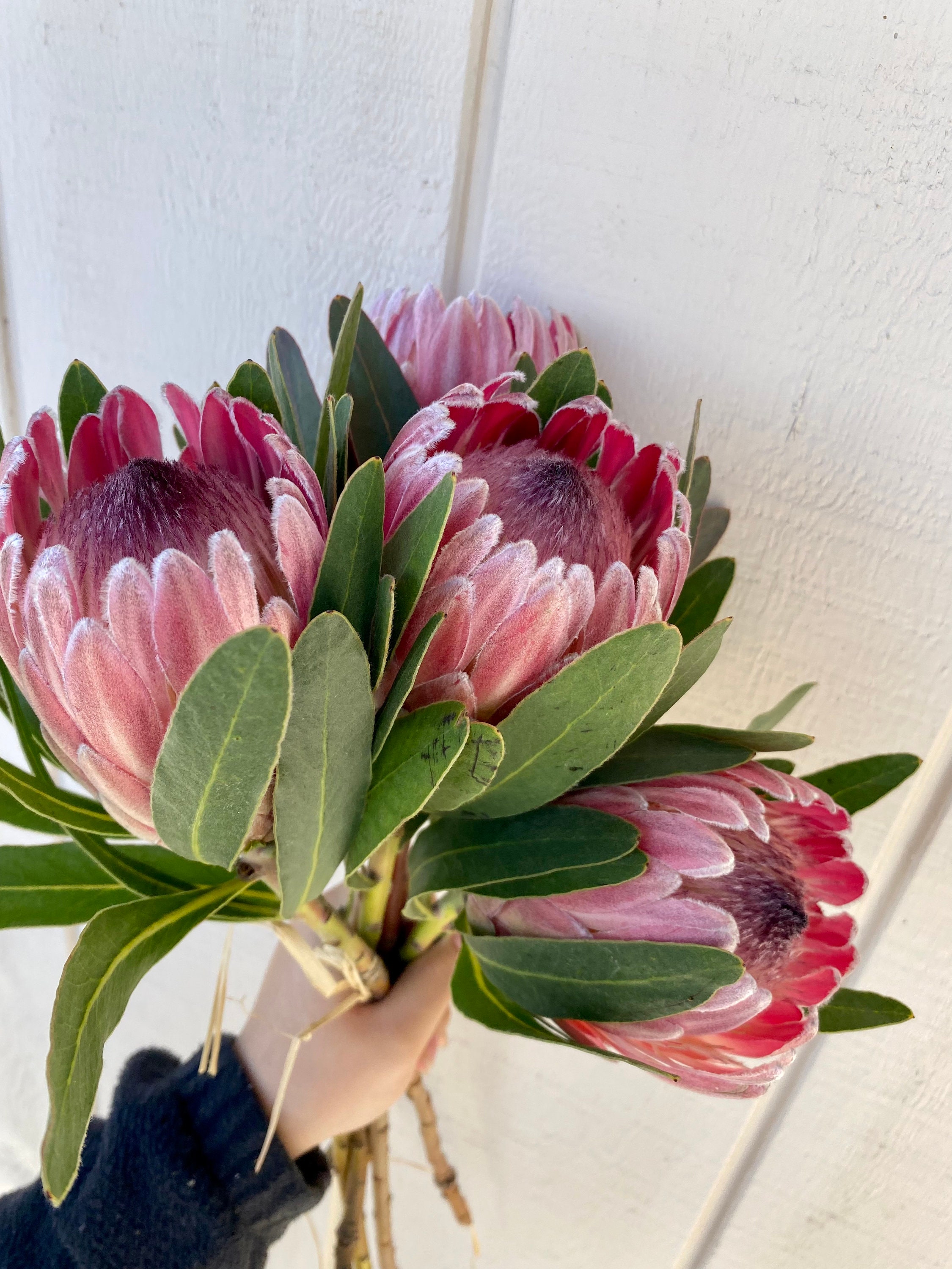 Fresh pink ice protea stems ,real pink protea, exotic protea, wedding flower stem