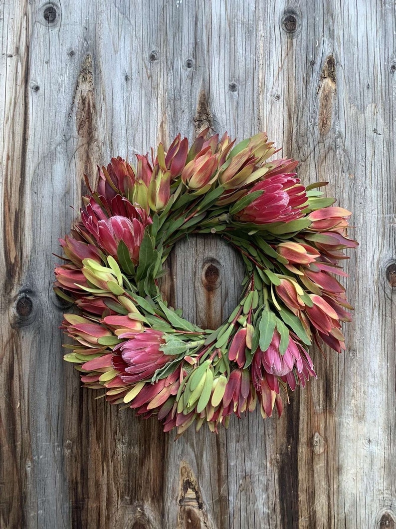 Fresh Leucadendron Protea Wreath, Safari Sunset Leucadendron Protea Pink Ice, Housewarming Gift, Fresh Wreath, Wedding Wreath, Mothers Day image 1