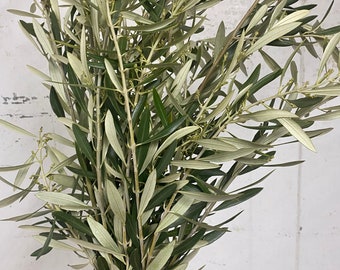 Fresh olive branches bunch