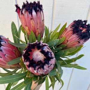 Fresh protea neriifolia stems, real protea stem, exotic flower, wedding flower, pink flower stem image 2