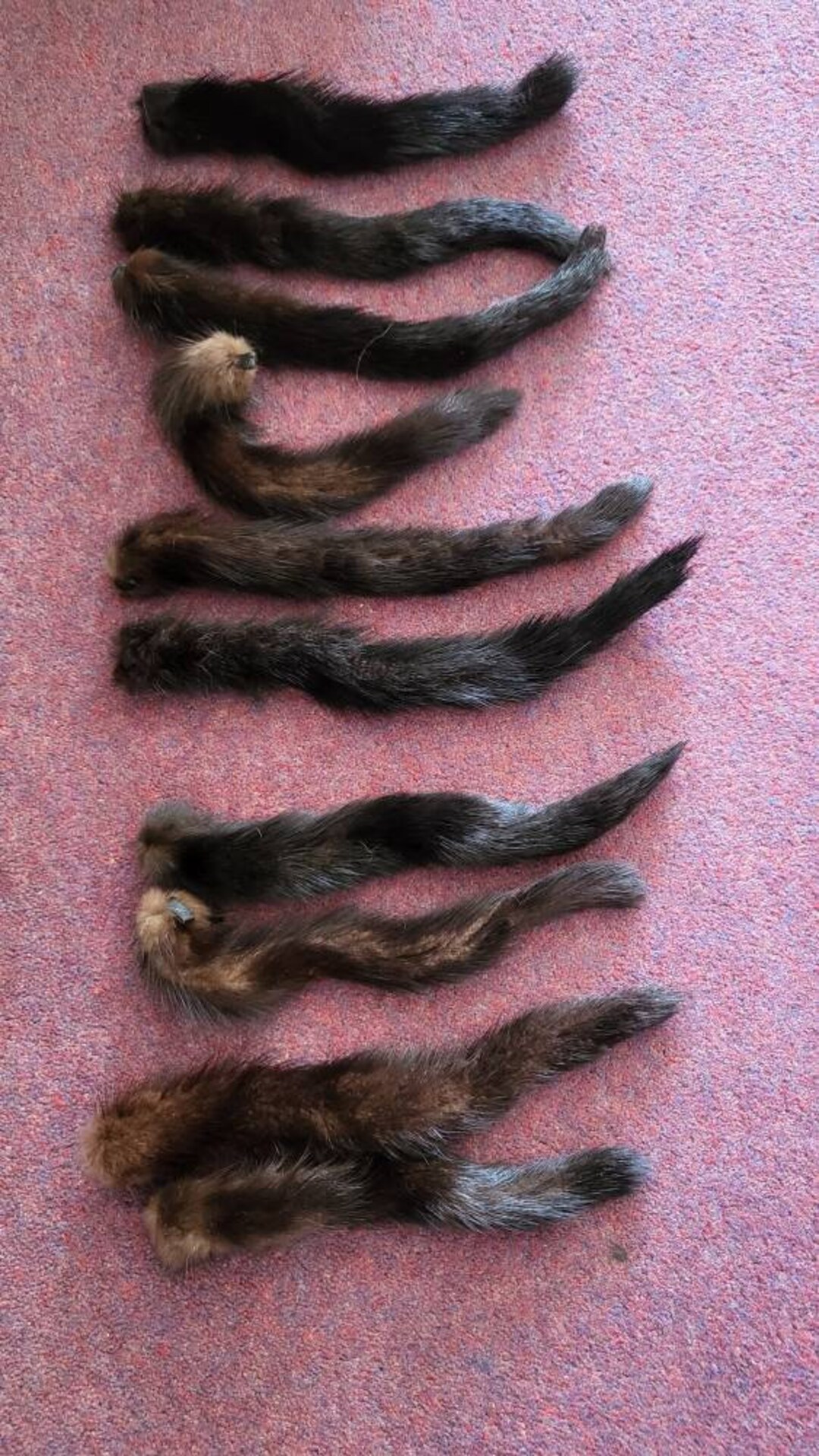Dark Ranch Mink Tails Etsy