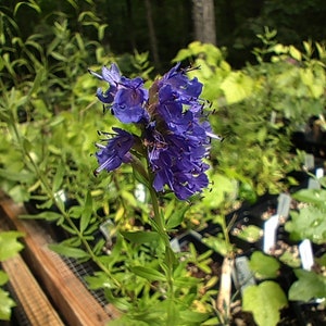 Hyssop 'Blue Sprite' plant 3.25" pot - Hyssopus officinalis