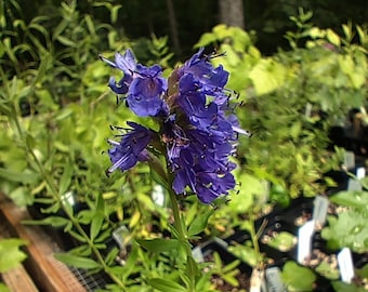 Hyssop 'Blue Sprite' plant 3.25" pot - Hyssopus officinalis
