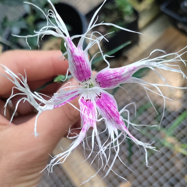 Dianthus 'Dancing Geisha' plant 2.5" pot - Dianthus isensis