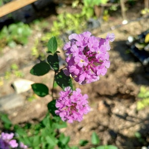 Trailing Purple Lantana plant 3.25&quot; pot - Lantana montevidensis