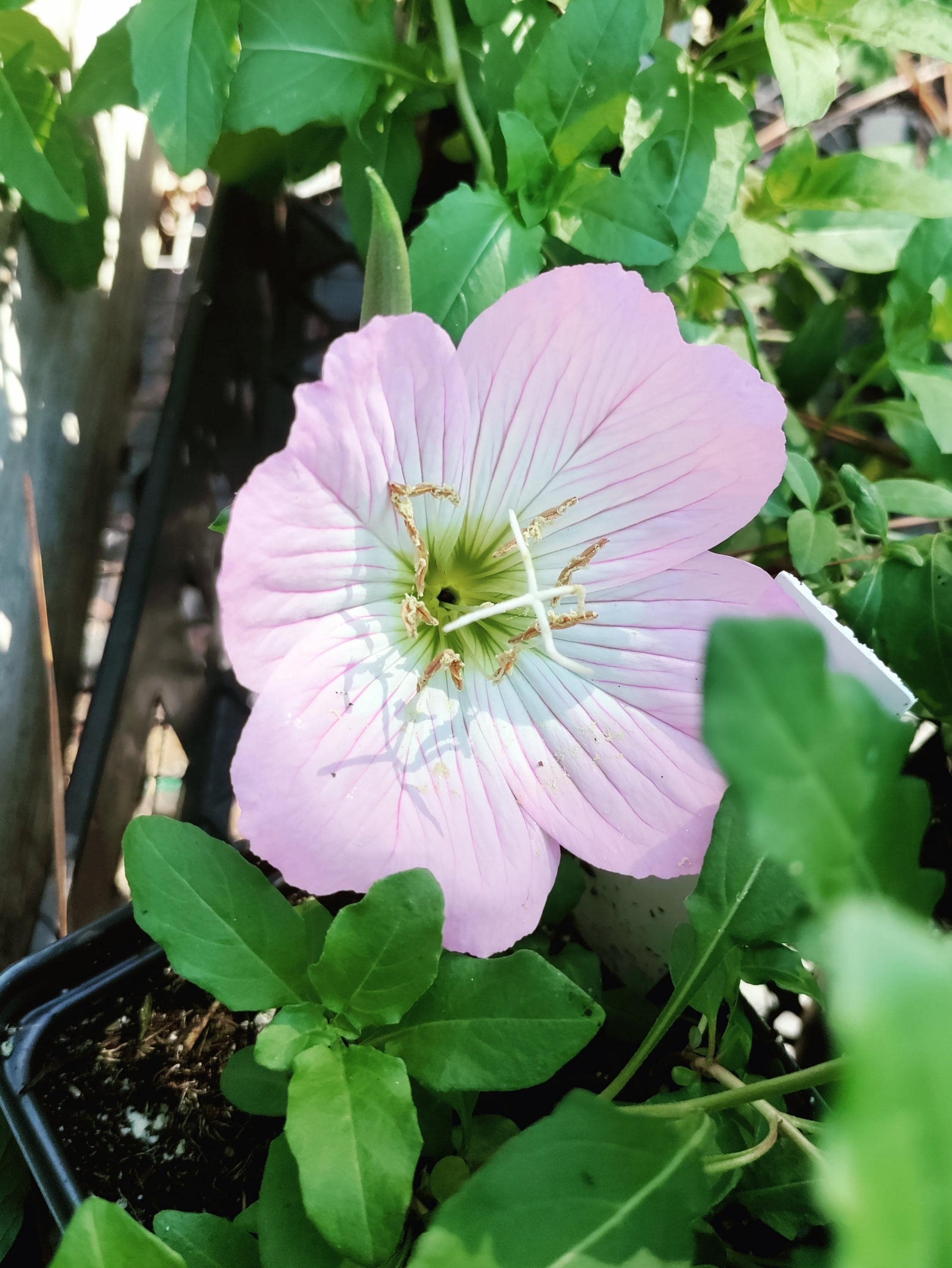 Showy Pink Evening Primrose Plant 3.25" Pot - Oenothera Speciosa - Etsy