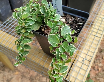 Creeping Fig Variegated plant 3.25" pot - Ficus Pumila