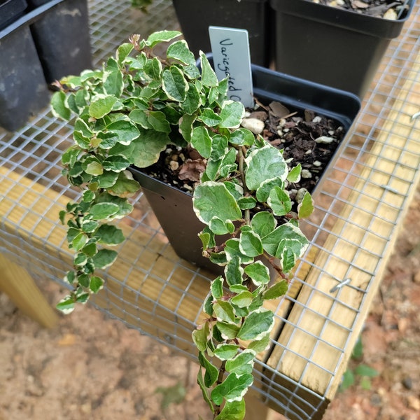 Creeping Fig Variegated plant 3.25" pot - Ficus Pumila