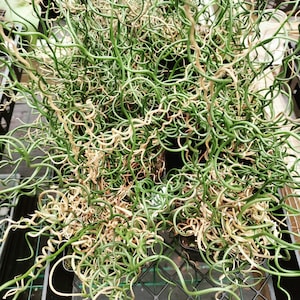 Juncus filiformis 'Spiralis' plant 2.5-inch pot - Corkscrew Rush