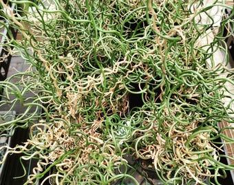 Juncus filiformis 'Spiralis' plant 2.5-inch pot - Corkscrew Rush