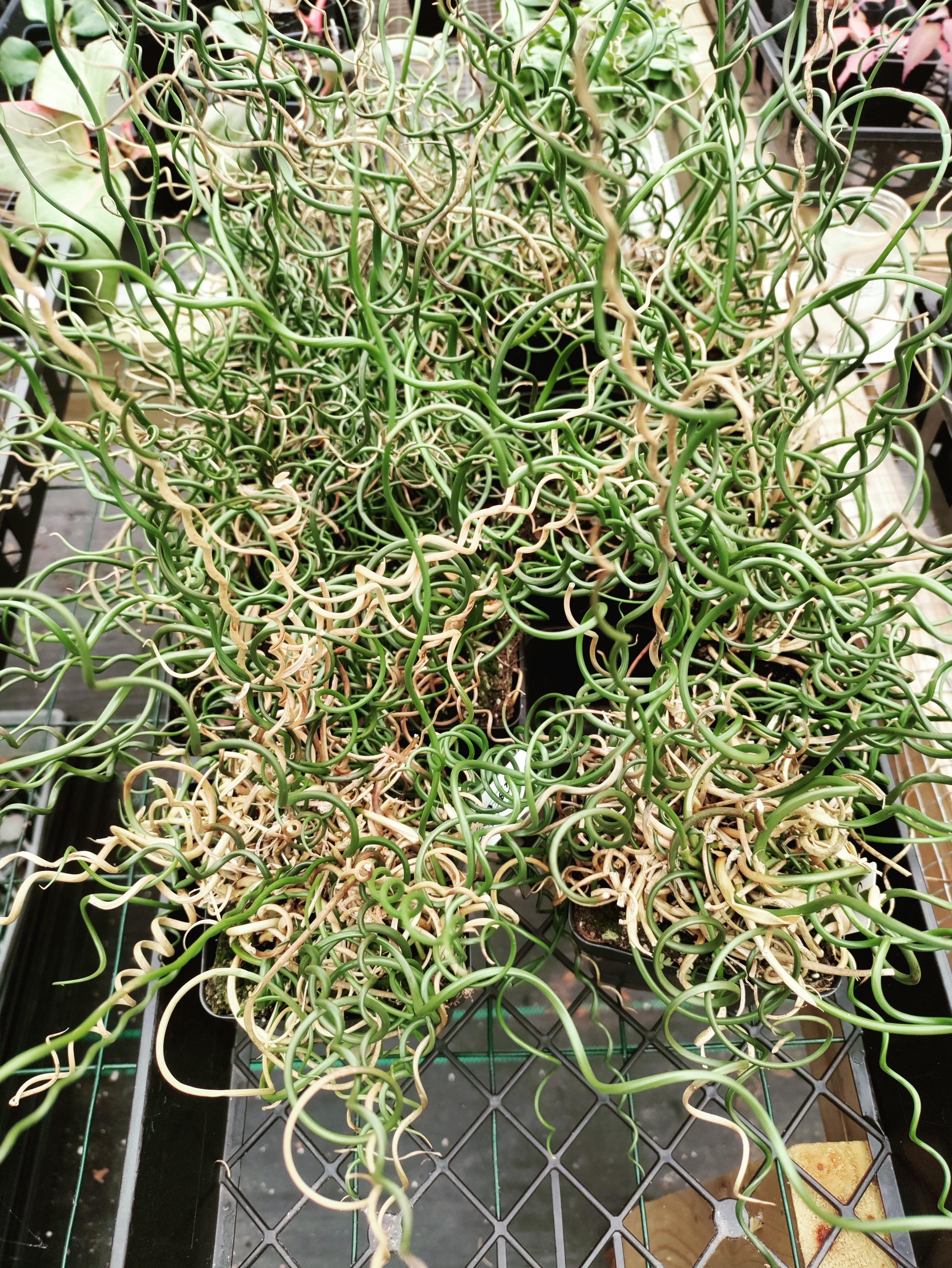 Juncus Filiformis 'spiralis' Plant 2.5-inch Pot - Corkscrew Rush - Etsy