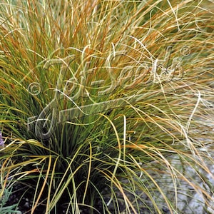 May include: A close-up of ornamental grass with long, slender blades. The grass features a mix of green, gold, and reddish-brown hues, creating a textured appearance. The image is well-lit, highlighting the details of the plant.