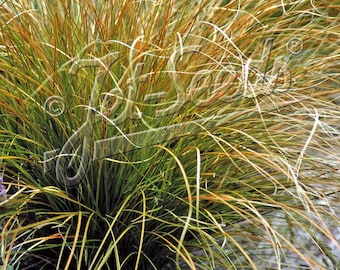 Carex 'Prairie Fire' plant 3.25-inch pot - Carex testacea