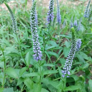 Longleaf Speedwell plant 3.25&quot; pot - Veronica longifolia