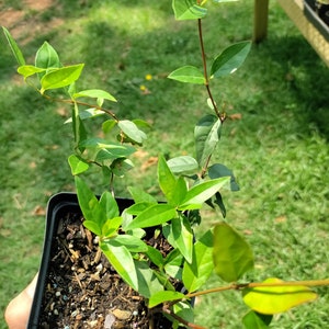 Carolina Jessamine plant - 3.25" pot