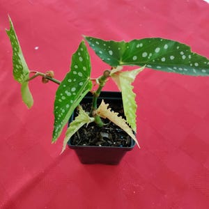 Begonia &#39;My Special Angel&#39; plant 3.25-inch pot - polka dot begonia