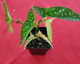 Begonia 'My Special Angel' plant 3.25-inch pot - polka dot begonia