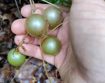 May include: A hand holding a cluster of green, round fruits. The fruits have a smooth surface and are attached to thin, brown stems. The background shows fallen leaves and some green foliage.