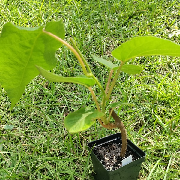 Kiwi - Vincent - plant in 3.25" pot