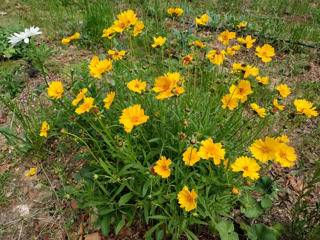 Lanceleaf Coreopsis Plant 3.25