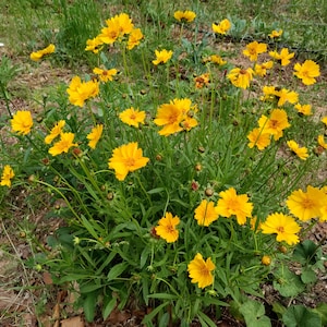 May include: A close-up of a cluster of yellow coreopsis flowers in bloom. The flowers are surrounded by green foliage and are growing in a garden setting.