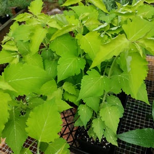 May include: Bright green leafy plants with vibrant foliage. The leaves have a slightly serrated edge and a prominent vein structure. The plants are in small black containers, suggesting they are seedlings or young plants, ready for transplanting.