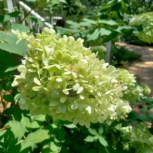 Hydrangea &#39;Limelight&#39; 3.25 inch pot - Hydrangea paniculata