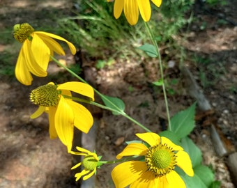 Cutleaf Coneflower plant 3.25" pot - Rudbeckia laciniata Greenhead Coneflower