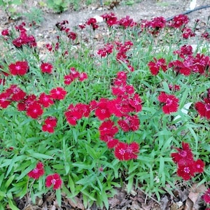 Dianthus 'Rockin Red' plant 3.25" pot-  Sweet William