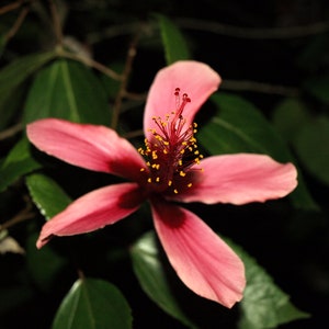 Hibiscus 'Fiji Island' plant 3.25" pot - Rosa-sinensis