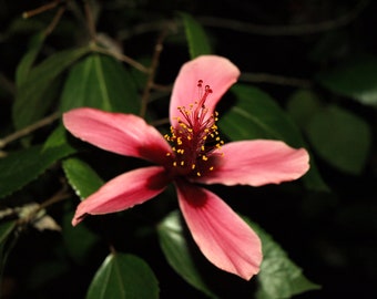 Hibiscus 'Fiji Island' plant 3.25" pot - Rosa-sinensis