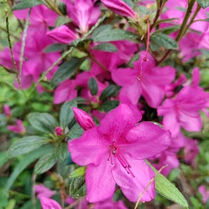 May include: Close-up of vibrant pink azalea flowers in full bloom. The flowers have a trumpet shape with prominent stamens, surrounded by dark green leaves. The image captures the beauty of the flowering plant in a natural setting.