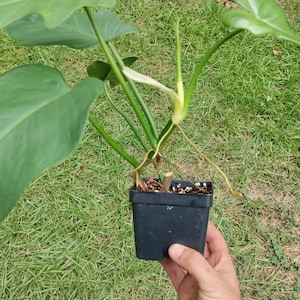 Philodendron Bipennifolium 4" pot - Horsehead philodendron