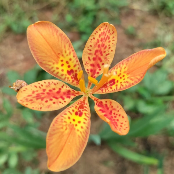 Blackberry Lily plant 3.25" pot - Leopard Lily