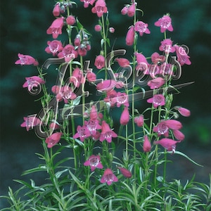 Penstemon &#39;Sunburst Ruby&#39; plant 3.25&quot; pot - Penstemon X mexicale