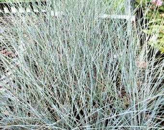 Blue Fescue Grass 'Elijah Blue' plant 3.25" pot - Festuca glauca